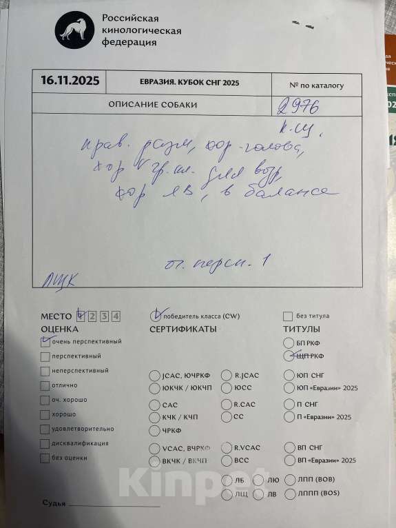 Собаки в Москве: Щенок победитель РКФ Мальчик, 130 000 руб. - фото 8