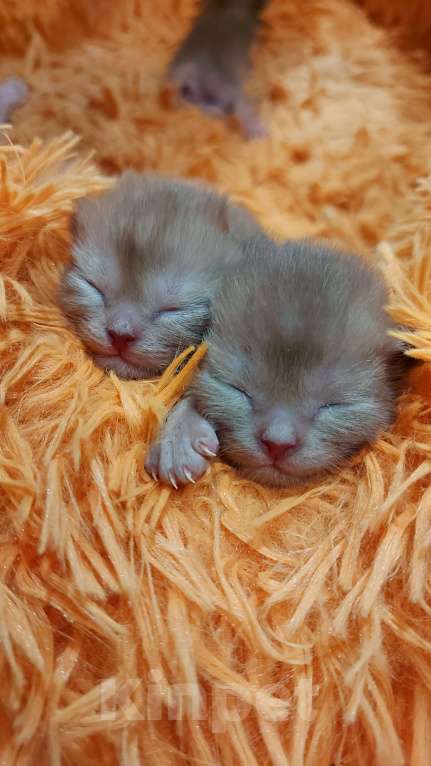 Кошки в Москве: Бурманские котята Девочка, 70 000 руб. - фото 3