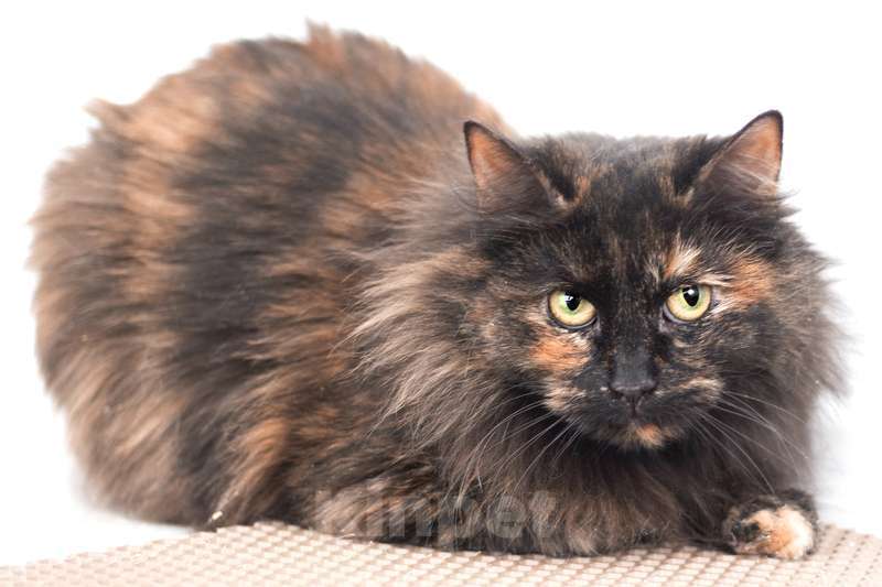 Кошки в Москве: Самая умная и мудрая кошка Тиффани в добрые руки Девочка, 1 руб. - фото 4