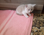 Кошки в Краснодаре: Котёнок в добрые руки Девочка, Бесплатно - фото 4