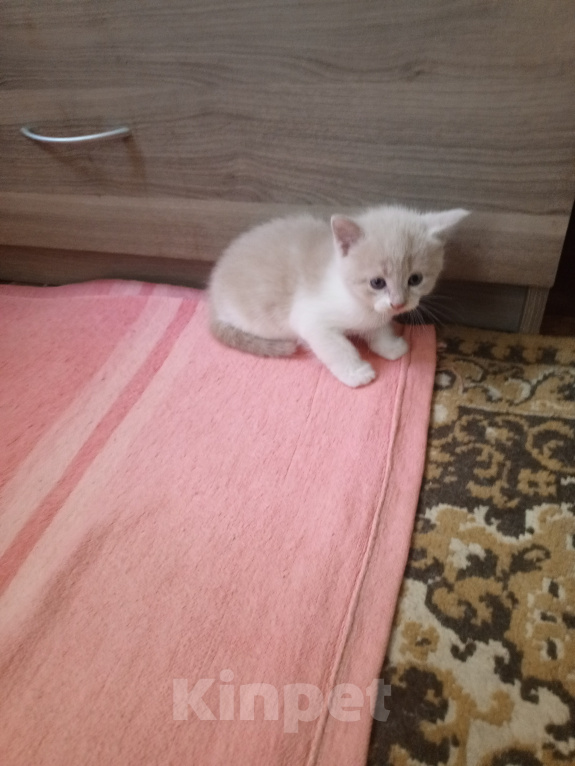 Кошки в Краснодаре: Котёнок в добрые руки Девочка, Бесплатно - фото 4