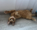 Кошки в Москве: Кот Рыжик ищет дом Мальчик, Бесплатно - фото 3