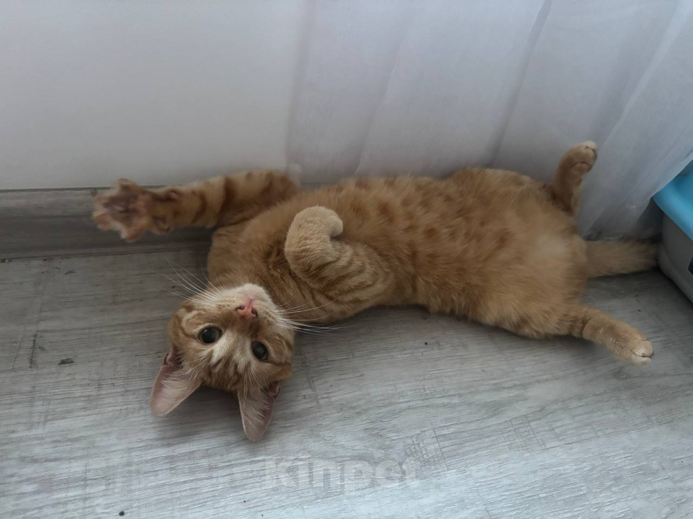Кошки в Москве: Кот Рыжик ищет дом Мальчик, Бесплатно - фото 3