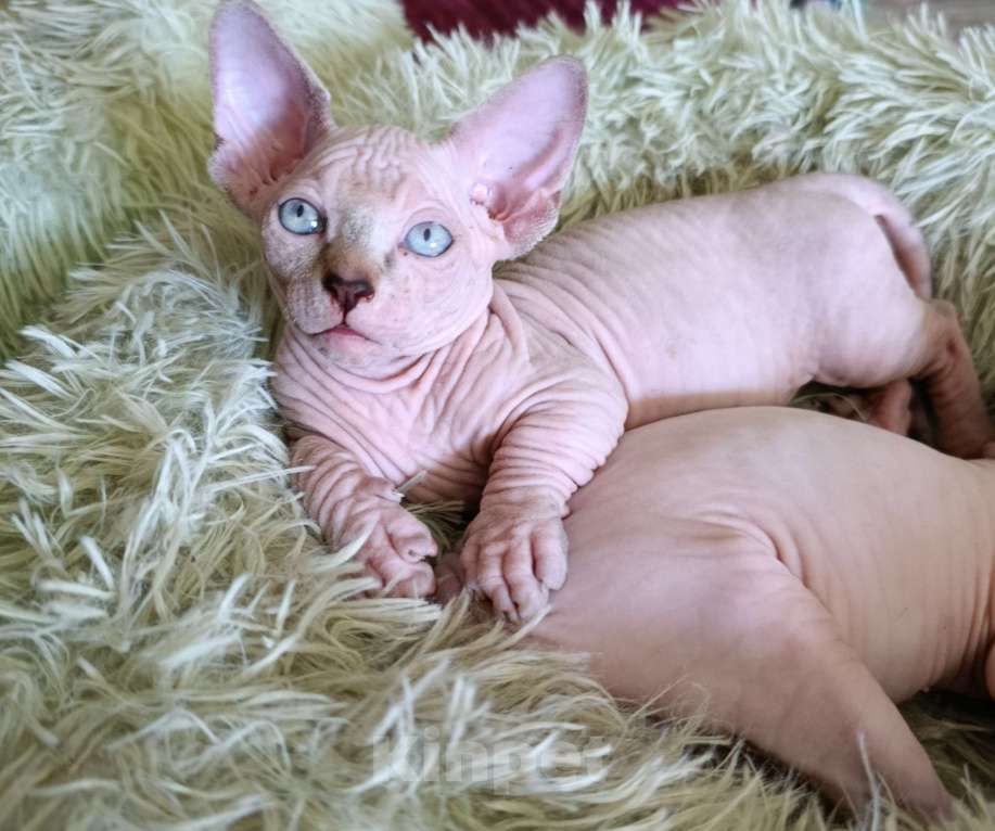 Кошки в других городах Краснодарского края: Двельф Мальчик, Бесплатно - фото 2