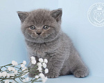 Кошки в Люберцах: Британский котенок Мальчик, 70 000 руб. - фото 2