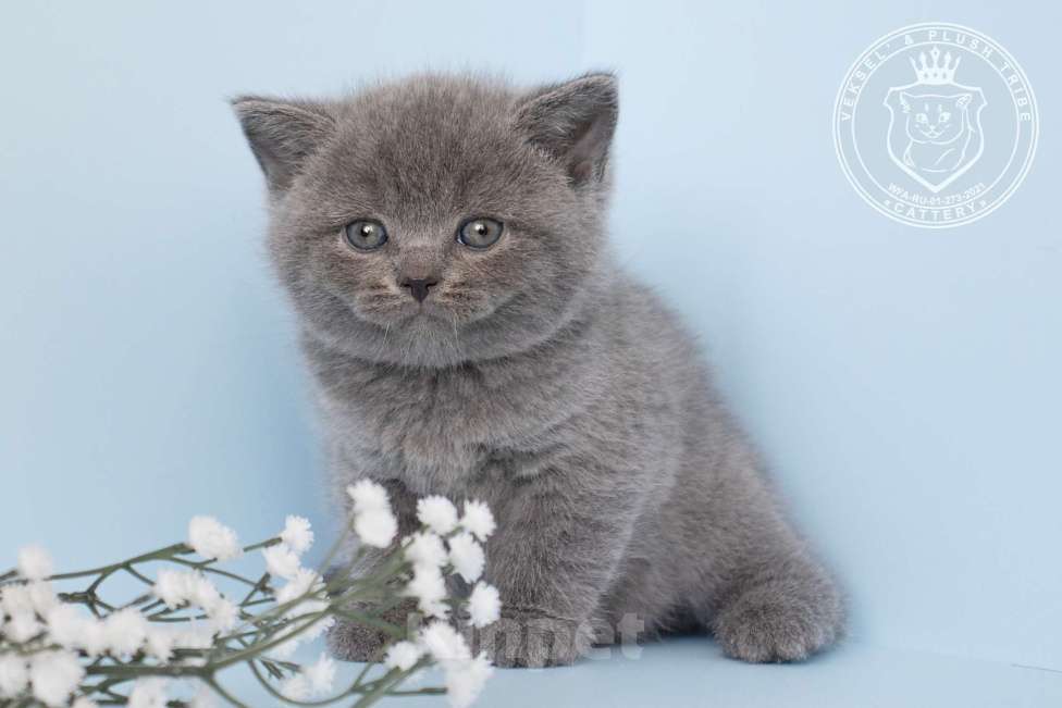 Кошки в Люберцах: Британский котенок Мальчик, 70 000 руб. - фото 2