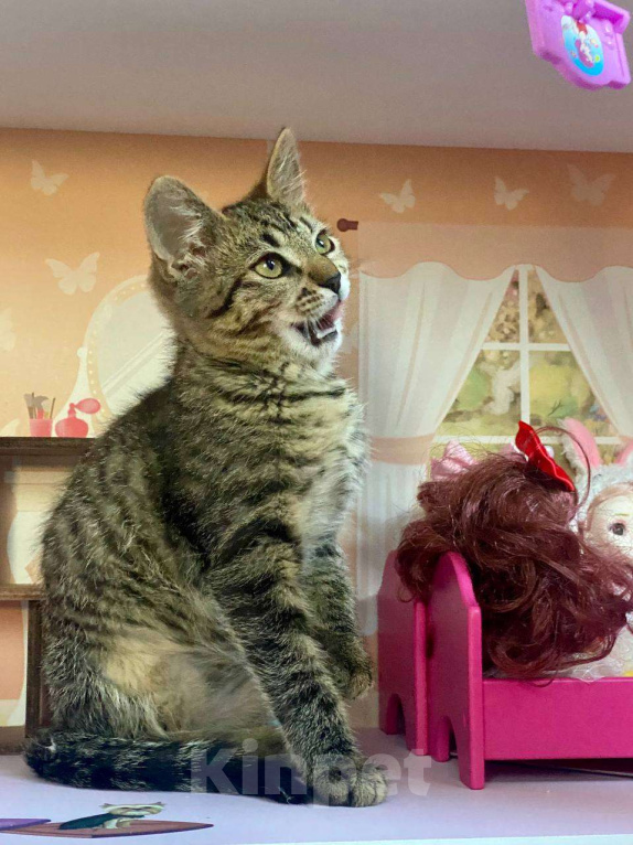 Кошки в других городах Московской области: Котенок-дачник ищет маму или папу Мальчик, Бесплатно - фото 4