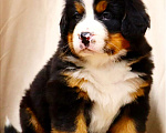 Собаки в Москве: Щенки Бернского зенненхунда Мальчик, Бесплатно - фото 1