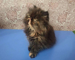 Кошки в Гагарине: Экзоты, 1 руб. - фото 1