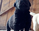 Собаки в Новосибирске: Лабрадоры, палевого и черного окрасов Мальчик, 34 999 руб. - фото 1