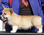 Собаки в Москве: Щенок вельш корги пемброк Мальчик, 80 000 руб. - фото 2