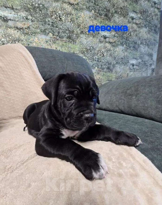 Собаки в других городах Краснодарского края: Щенки Кане Корса  Девочка, Бесплатно - фото 2