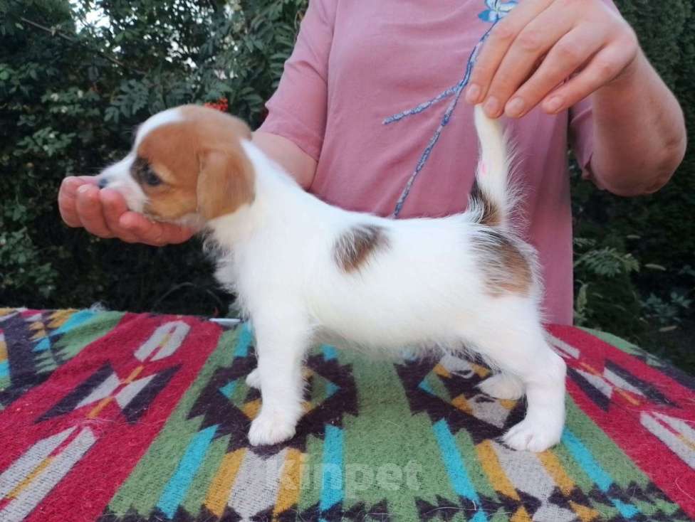 Собаки в Ставрополе: Высокопородные   щенки джек рассел  терьера  Девочка, Бесплатно - фото 6