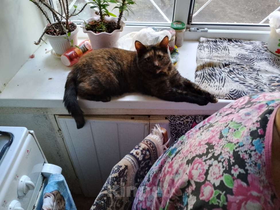 Кошки в Тольятти: Кошка Девочка, Бесплатно - фото 2