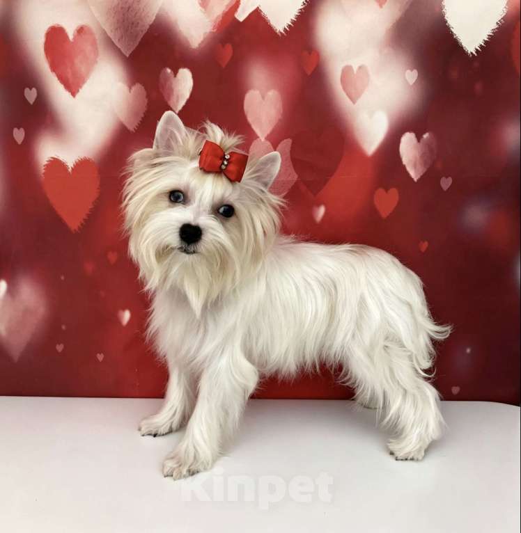 Собаки в Москве: Белый йорк с синими глазами девочка подрощенная Девочка, 100 000 руб. - фото 2