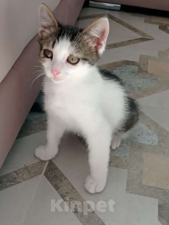 Кошки в Звенигороде: Котенок срочно ищет дом Мальчик, Бесплатно - фото 1