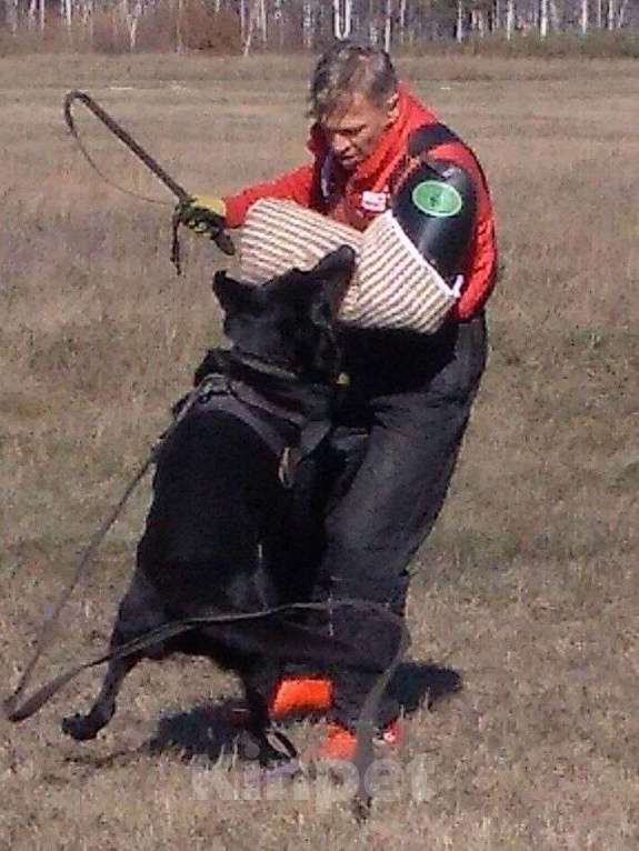 Собаки в Кемерово: Щенок ВЕО от рабочей пары, с хорошей  родословной Девочка, Бесплатно - фото 3