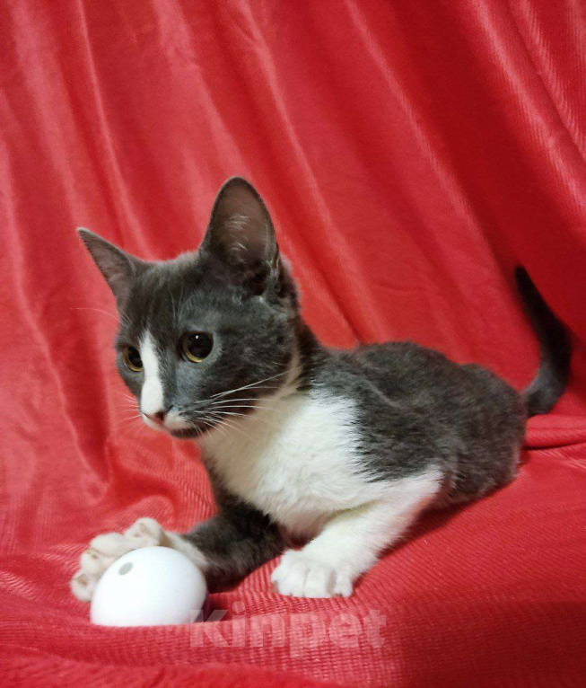 Кошки в Москве: Чудесная Нино ищет дом Девочка, Бесплатно - фото 5