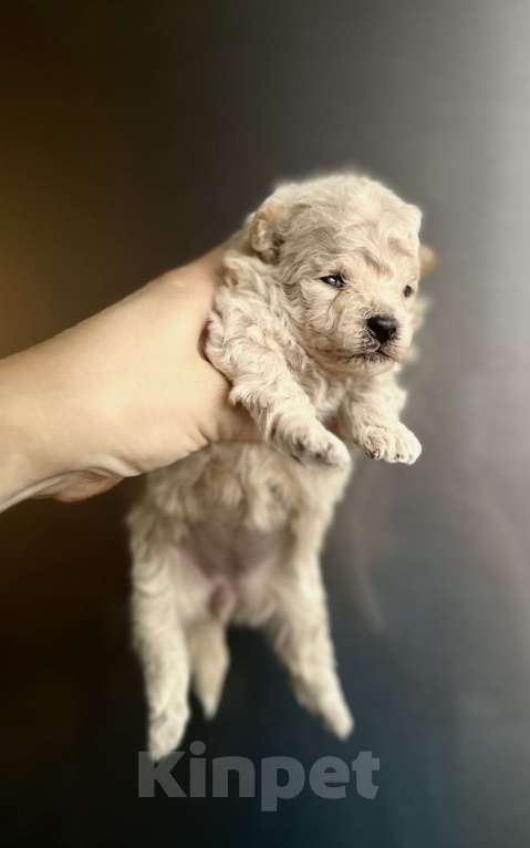 Собаки в Ростове-на-Дону: Мальтипу девочки Девочка, 70 000 руб. - фото 2