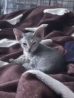 Котята канадского сфинка