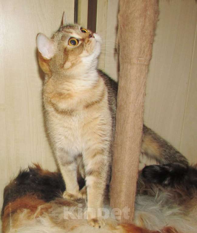 Кошки в Санкт-Петербурге: шотландские кошечки и котик Девочка, Бесплатно - фото 8