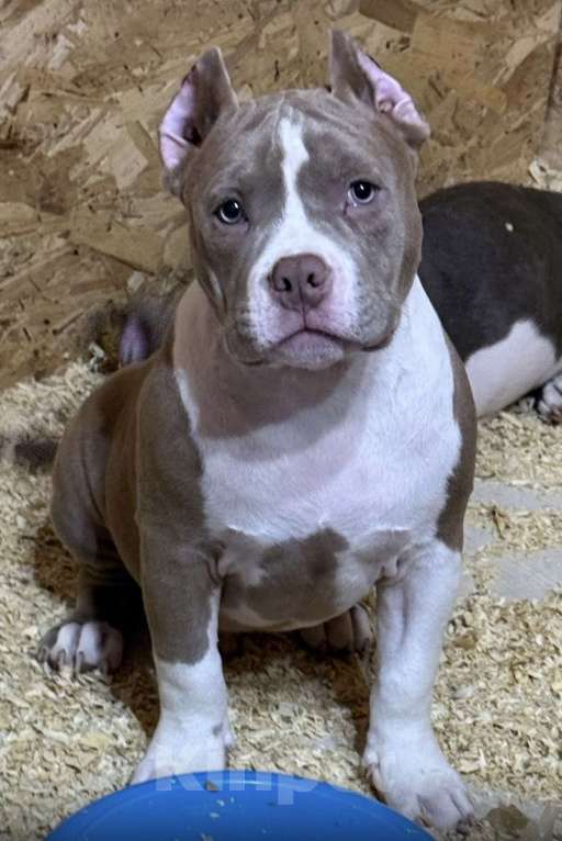 Собаки в Москве: Перспективный кобель  Мальчик, 170 000 руб. - фото 2