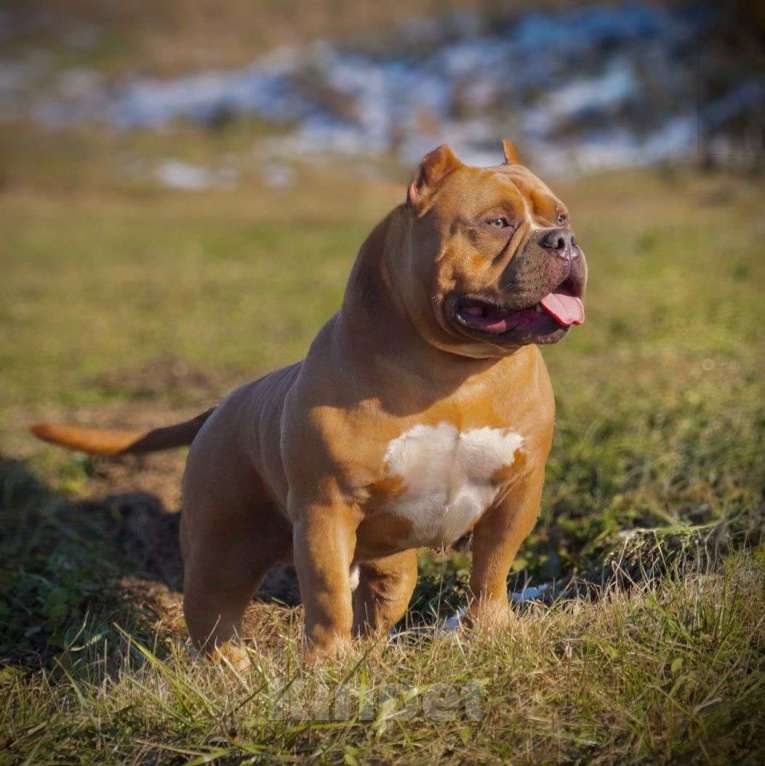 Собаки в Белово: Вязка Мальчик, 100 000 руб. - фото 2