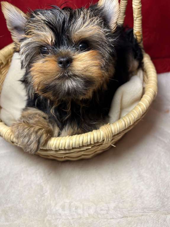 Собаки в Москве: Йоркширский  терьер -  Роскошный  Мальчик Мальчик, 45 000 руб. - фото 1