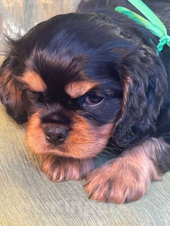 Собаки в Иваново: Изумительный щенок Мальчик, Бесплатно - фото 5