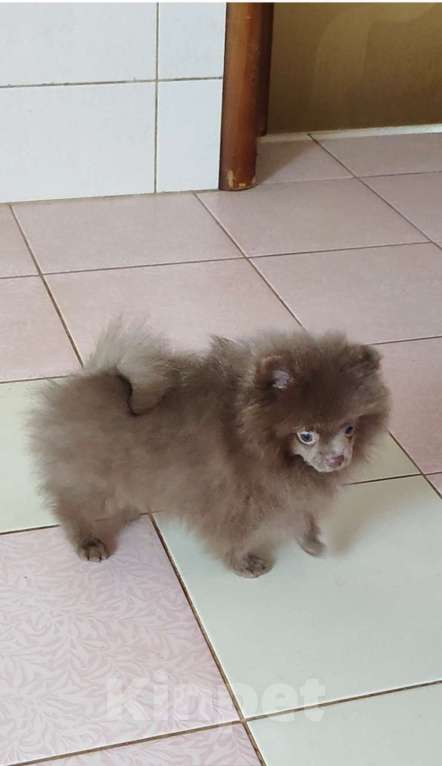 Собаки в Раменском: 💕Лиловый померанец в любимцы.  Мальчик, 50 000 руб. - фото 4