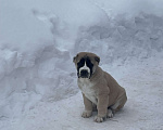 Собаки в Москве: среднеазиатская овчарка, щенок, алабай Мальчик, Бесплатно - фото 6