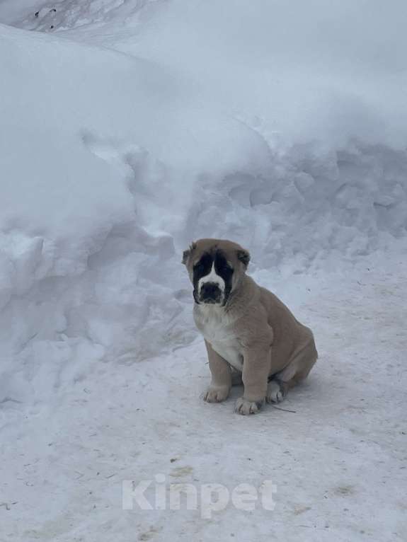 Собаки в Москве: среднеазиатская овчарка, щенок, алабай Мальчик, Бесплатно - фото 6