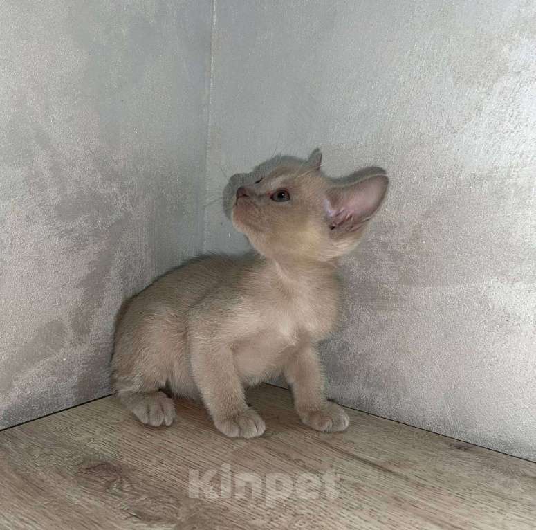Кошки в Краснодаре: Бурманский котенок Мальчик, 20 000 руб. - фото 4