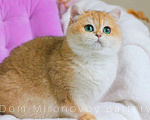 Кошки в Москве: Британская золотая кошечка Девочка, 10 000 руб. - фото 1