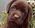 Собаки в Москве: Эффектный щенок лабрадора. Девочка. Девочка, Бесплатно - фото 4