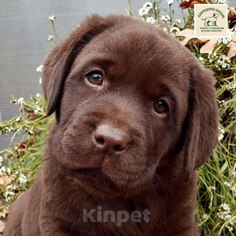 Собаки в Москве: Эффектный щенок лабрадора. Девочка. Девочка, Бесплатно - фото 4