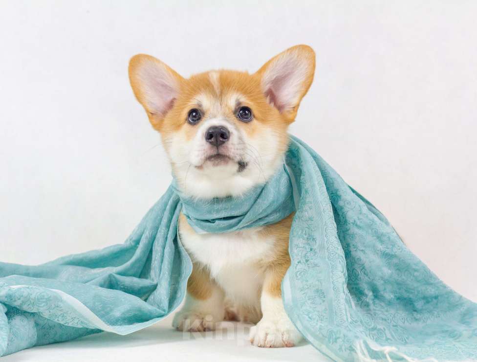 Собаки в Москве: Очаровательные щенки Вельш Корги Пемброк Мальчик, 70 000 руб. - фото 5