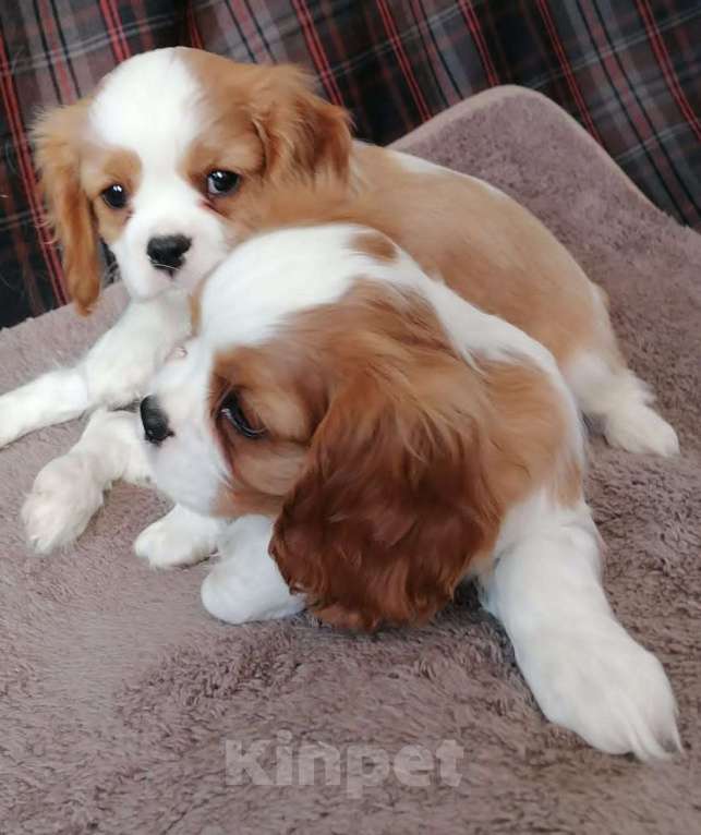 Собаки в Москве: Кавалер кинг Чарльз спаниель 2,5 мес.и 6м. щенки. Девочка, 70 000 руб. - фото 3