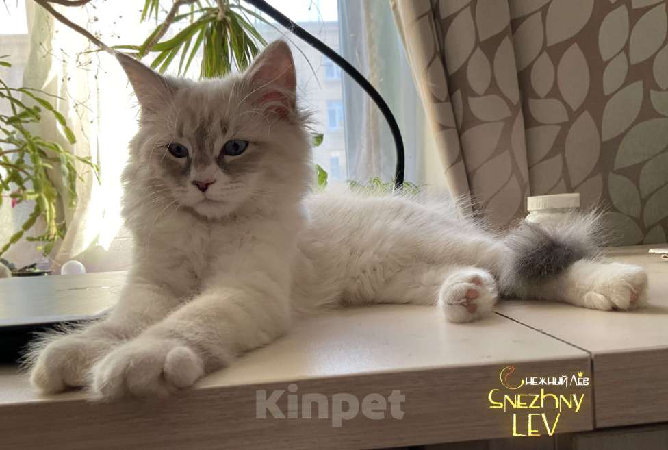 Кошки в Санкт-Петербурге: Невский маскарадный котенок Мальчик, 48 000 руб. - фото 7
