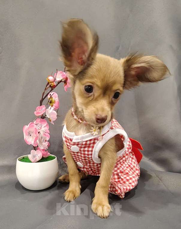 Собаки в Тюмени: Девочка тоечка😘 Девочка, 55 000 руб. - фото 3