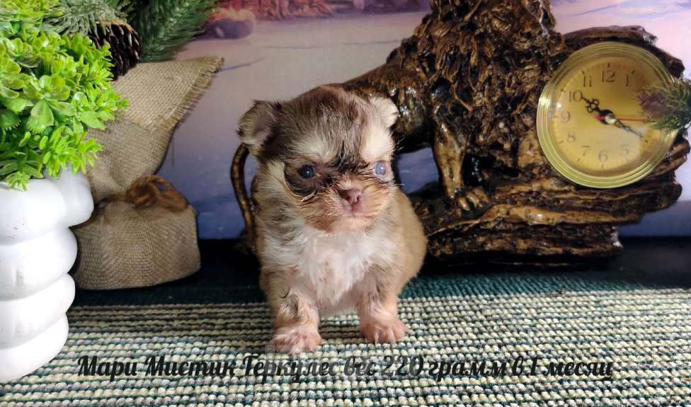 Собаки в Санкт-Петербурге: Микро чихуахуа 220 грамм Геркулес Мальчик, 150 000 руб. - фото 4