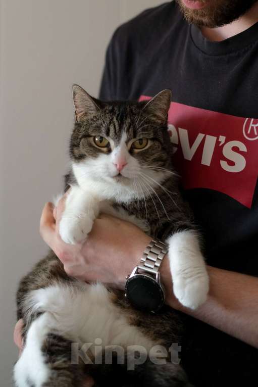 Кошки в Санкт-Петербурге: Шарлотта из приюта в добрые руки Девочка, Бесплатно - фото 8