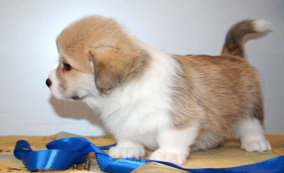 Собаки в Нижнем Новгороде: Вельш Корги Пемброк Мальчик, 60 000 руб. - фото 4