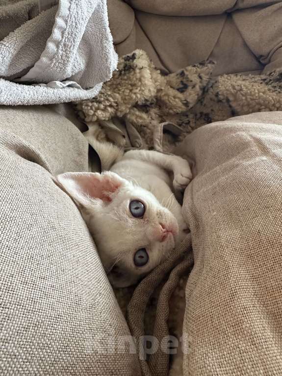 Кошки в Мурином: Dominic Мальчик, 65 000 руб. - фото 3