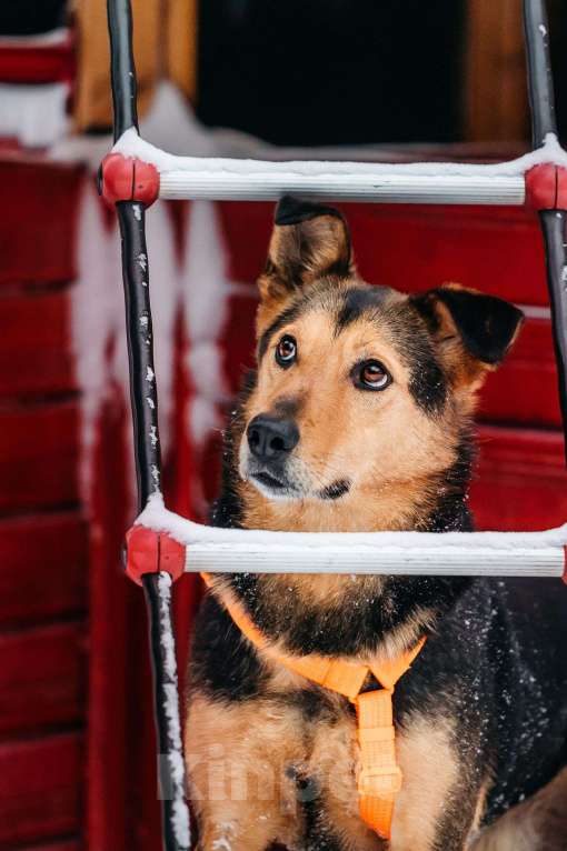 Собаки в Москве: Шабака ищет дом Мальчик, Бесплатно - фото 5