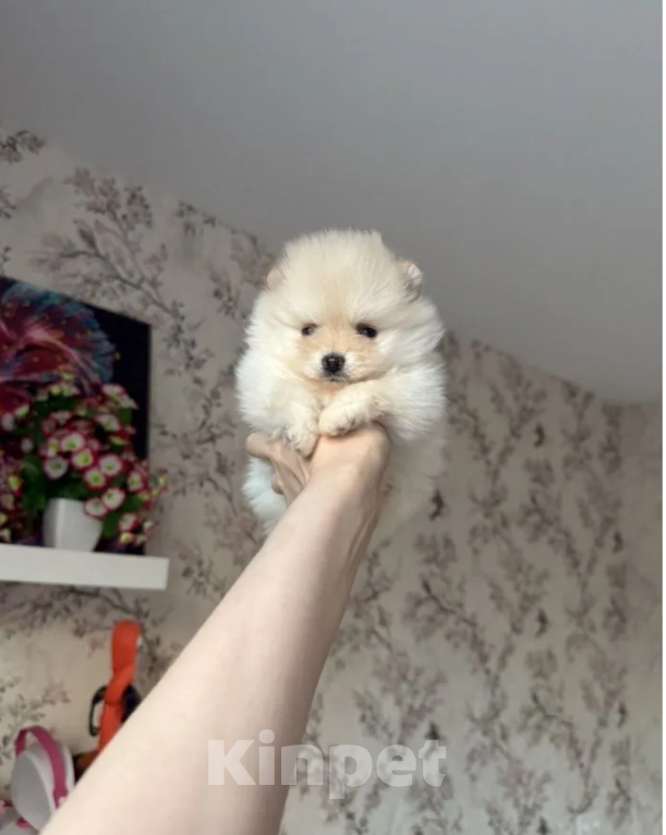 Собаки в Москве: Девочки Девочка, 27 000 руб. - фото 3