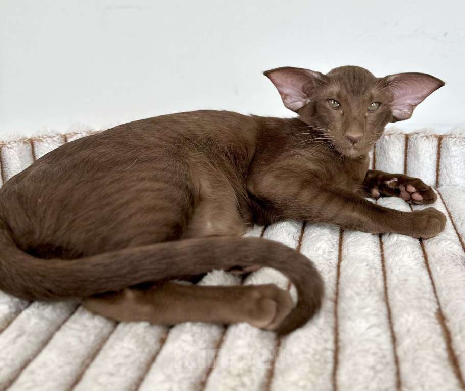 Кошки в Санкт-Петербурге: Шоколадная кошечка Девочка, Бесплатно - фото 2