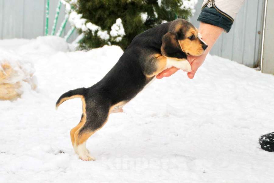 Собаки в Москве: Невероятно красивые щенки Мальчик, 50 000 руб. - фото 5