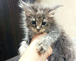 Кошки в Малмыже: Котята мейн-кун, 4 500 руб. - фото 2