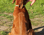Собаки в Москве: Шикарный щенок риджбека шоу-класса Мальчик, 80 000 руб. - фото 8